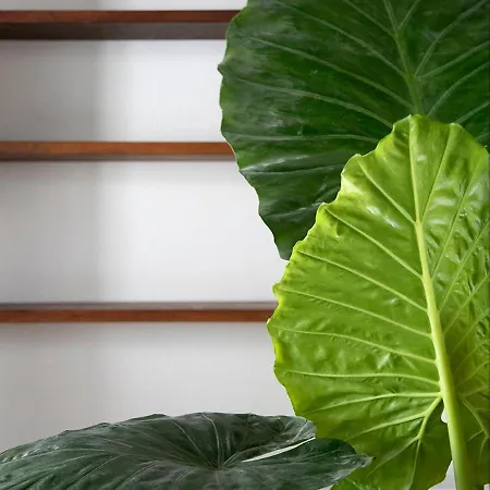 The Greenhouse ベッド・アンド・ブレックファスト